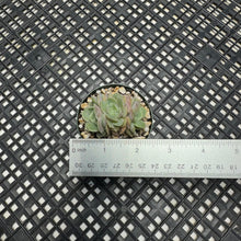 Load image into Gallery viewer, Echeveria cv ‘Onslow’