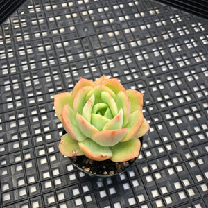 Echeveria ‘Lemon Tree’