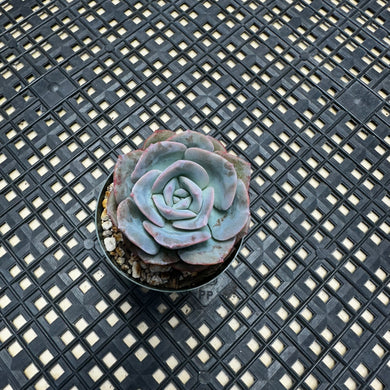 Echeveria cv ‘Camily’