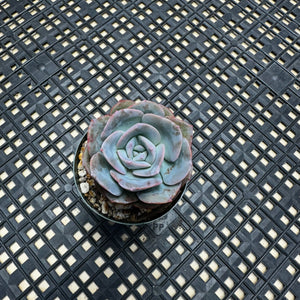 Echeveria cv ‘Camily’