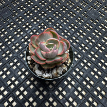 Load image into Gallery viewer, Echeveria  ‘Suyon’ Variegated