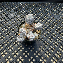 Load image into Gallery viewer, Crassula Deceptor