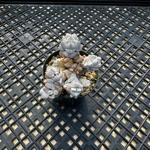 Crassula Deceptor
