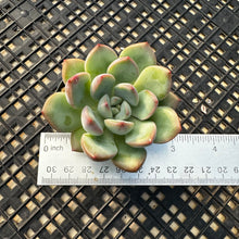 Load image into Gallery viewer, Echeveria ‘Chubby Lips’