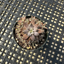 Load image into Gallery viewer, Orostachys ‘NYBG’