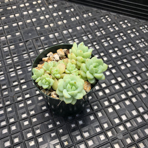 Sedum perezdelarosae
