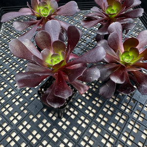 Aeonium ‘Velour’
