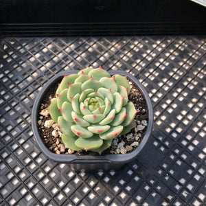 Echeveria ‘Blue Eye’
