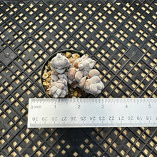Load image into Gallery viewer, Crassula Deceptor