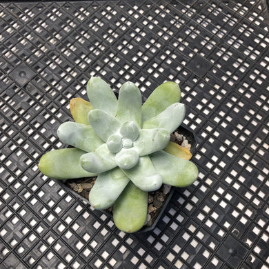 Dudleya pachyphytum (Cedros Island Liveforever)