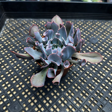 Echeveria ‘Trumpet Pinky’