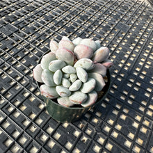 Load image into Gallery viewer, Graptoveria ‘Bridgette’