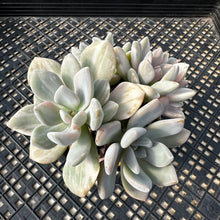 Load image into Gallery viewer, Pachyveria Pachyphytoides Variegated