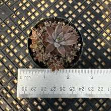 Load image into Gallery viewer, Orostachys ‘NYBG’
