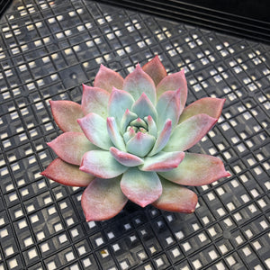 Echeveria Colorato Hybrid Korean Imported