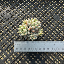 Load image into Gallery viewer, Echeveria ‘Crown Ball’