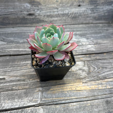 Load image into Gallery viewer, Echeveria ‘Johnny’