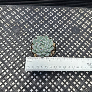 Echeveria Zaragosa