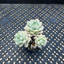 Load image into Gallery viewer, Echeveria &#39;Gungekkan’