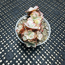 Load image into Gallery viewer, Echeveria ‘Suyon’ variegated