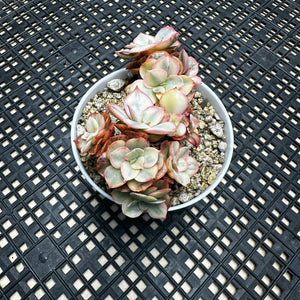 Echeveria ‘Suyon’ variegated