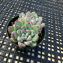 Load image into Gallery viewer, Echeveria ‘Mars’