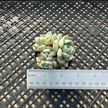 Load image into Gallery viewer, Sedeveria ‘Pudgy’