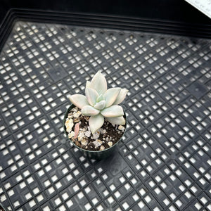 Graptopetalum paraguayense ‘Awayuki’ Variegata