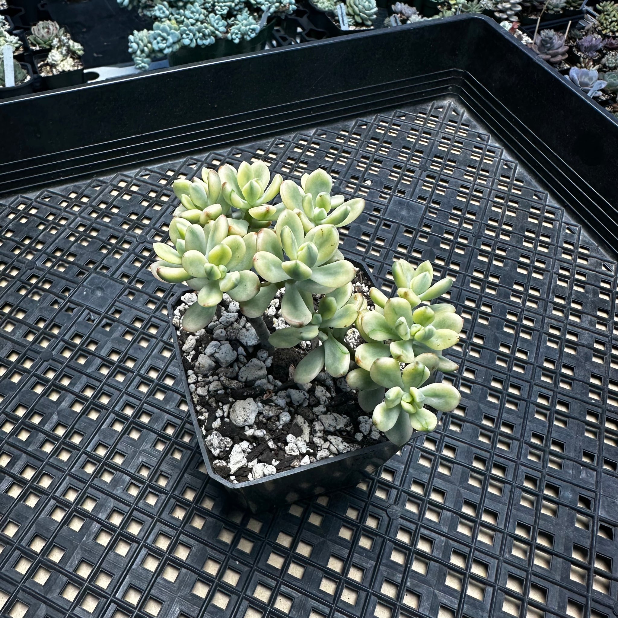 macdougallii succulent Echeveria macdougallii variegated aka “sedoides“ – Chubby Leaf Succulents