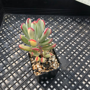 Korean imported Cotyledon orbiculata cv Variegata (long leaf form)