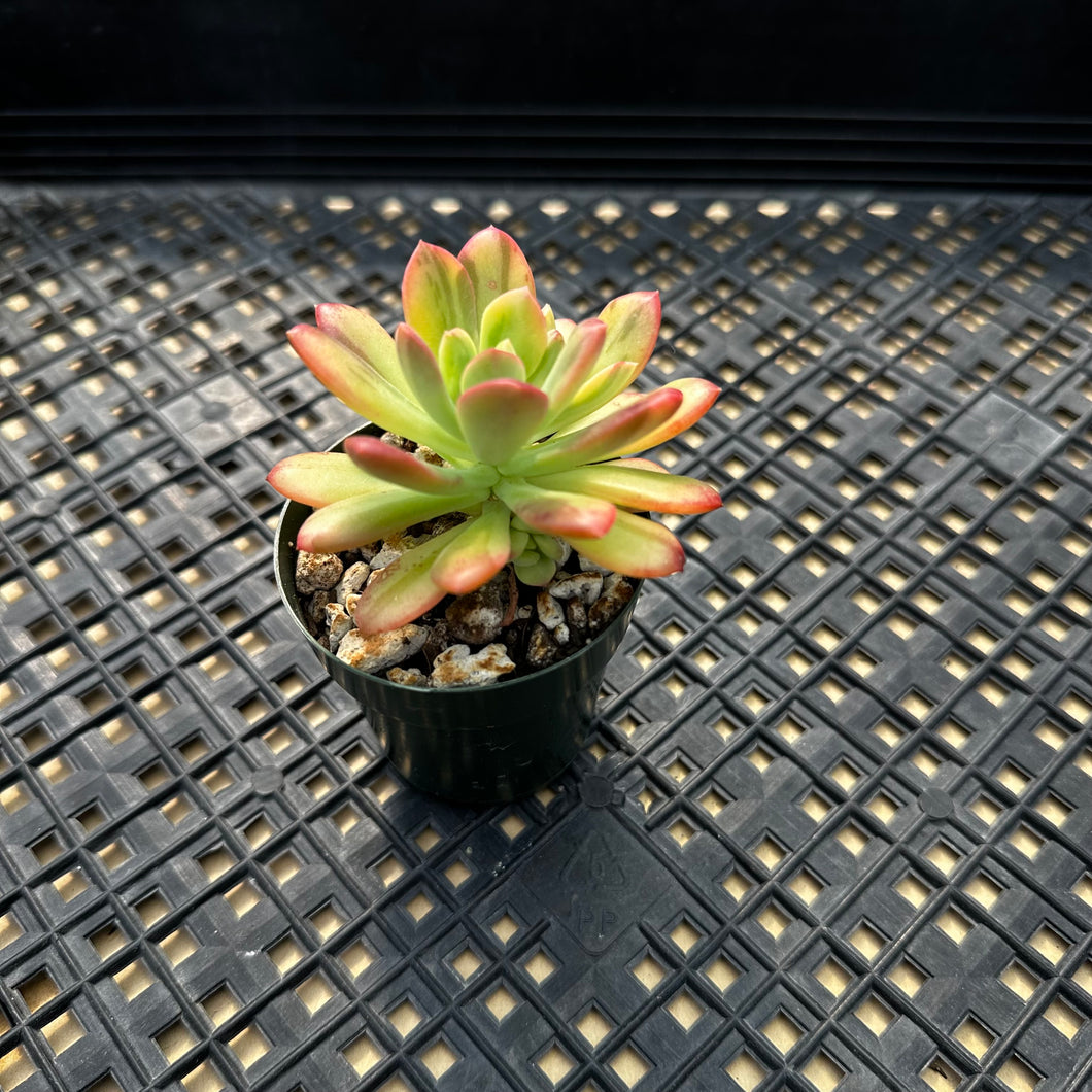 Echeveria ‘Minibelle’ Variegated