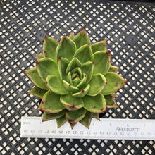 Load image into Gallery viewer, Echeveria agavoides ‘Helios’