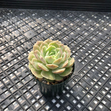 Load image into Gallery viewer, Echeveria cv ‘Onslow’