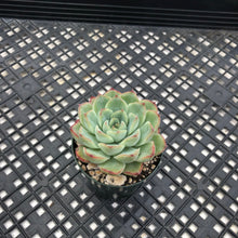 Load image into Gallery viewer, Echeveria ‘Fire Flower’