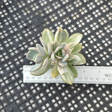 Load image into Gallery viewer, Pachyveria Pachyphytodies Variegated