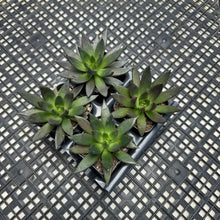 Load image into Gallery viewer, Echeveria affinis ‘Black Knight’