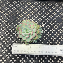 Load image into Gallery viewer, Echeveria ‘Ecolatte’