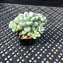 Load image into Gallery viewer, Sedum ‘Caviar’ Graptosedum ‘Caviar’
