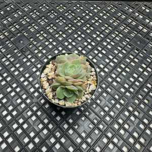 Echeveria cv ‘Onslow’