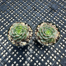 Load image into Gallery viewer, Echeveria ‘Sugar Baby’