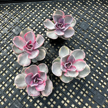 Load image into Gallery viewer, Echeveria ‘Rainbow’ Variegated