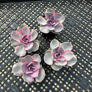 Echeveria ‘Rainbow’ Variegated