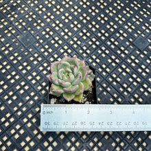 Load image into Gallery viewer, Echeveria ‘Arje’