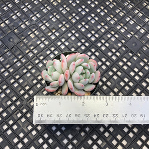 Echeveria ‘Viyant’