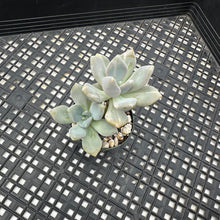 Load image into Gallery viewer, Pachyveria Pachyphytodies Variegated