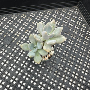 Pachyveria Pachyphytodies Variegated
