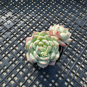 Echeveria ‘Marisa’