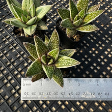 Load image into Gallery viewer, Gasteria ‘Kaleidoscope’