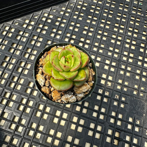 Sedeveria ‘Rolly’