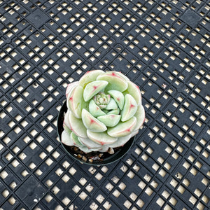 Sedeveria ‘Pudgy’